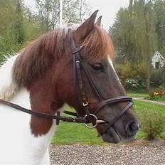 Anden særlig race Zindy