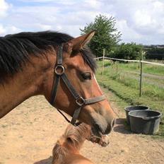 Anden særlig race Lady Dihantho *solgt*