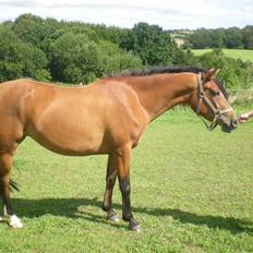 Anden særlig race Lady Dihantho *solgt*