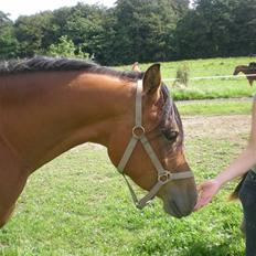 Anden særlig race Lady Dihantho *solgt*