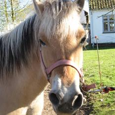 Fjordhest Tulle min gamle hest