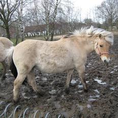Fjordhest Tulle min gamle hest