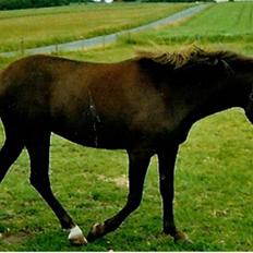 New Forest Kærgaardens Chili
