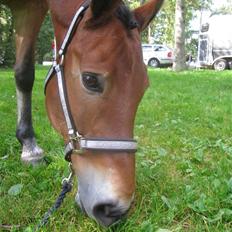 Anden særlig race Fernando B-pony - R.I.P...