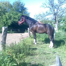 Anden særlig race Bette Hansen