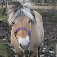 Fjordhest trine min gamle hest