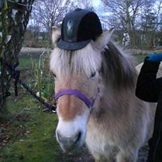 Fjordhest trine min gamle hest