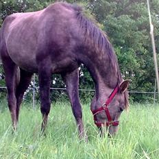 Arabisk fuldblod (OX) R.I.P. Al Kahil-A OX 4554