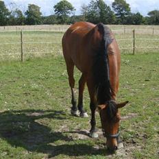 Arabisk fuldblod (OX) Malek (Tidligere redet)