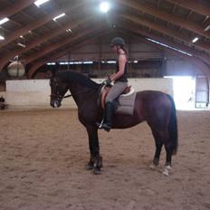 Anden særlig race Malpa  (SOLGT)