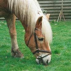 Haflinger Mikado