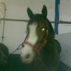 Dansk Varmblod Titta