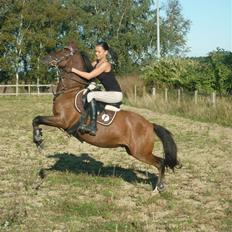 Welsh Pony (sec B) Hynder Hoeves Amon død :'(