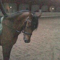 Welsh Pony (sec B) Hynder Hoeves Amon død :'(