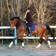 Dansk Varmblod Emblems Comet    RIP -