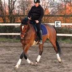 Dansk Varmblod Emblems Comet    RIP -