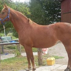 Frederiksborg Lanet Fuglebjerg