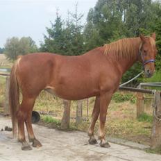 Frederiksborg Lanet Fuglebjerg