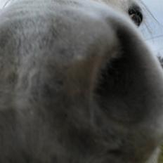 Connemara Bredballegaards Mustang 