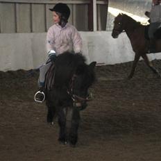 Shetlænder Baron Rip 2010