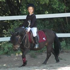 Shetlænder Baron Rip 2010