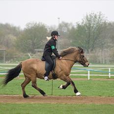 Islænder Muska frà Vallanesi <3