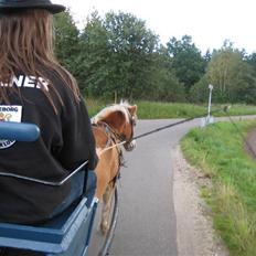 Haflinger Himmerlands Stoffer