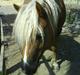 Haflinger Frida