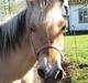 Fjordhest Tulle min gamle hest