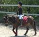 Shetlænder Baron Rip 2010