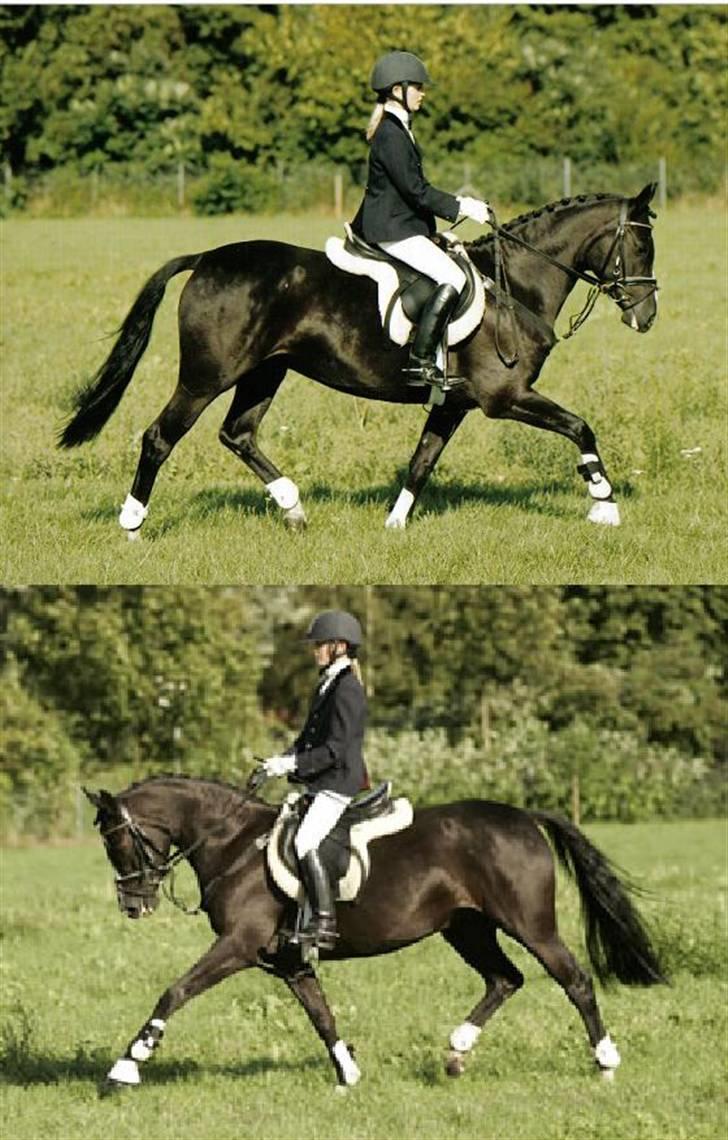 Tysk Sportspony Akrobatin S - Dressage <3 billede 3