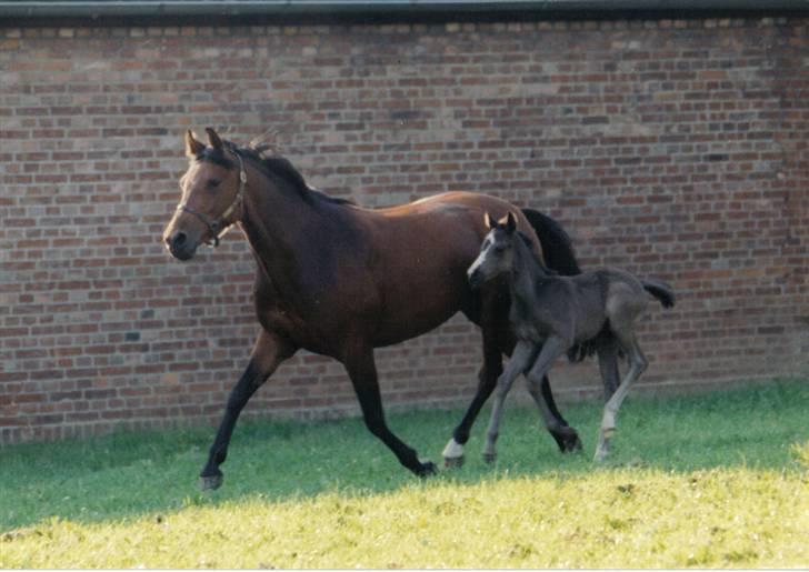 Tysk Sportspony Akrobatin S - Akro when she was a foal billede 11