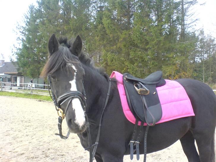 Tysk Sportspony Akrobatin S - Akro in oink!...Nice picture., ! <3 Love on you billede 18
