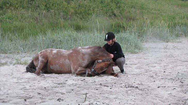 Anden særlig race Dalvangs Lurifax - stranden juli 2010. billede 3