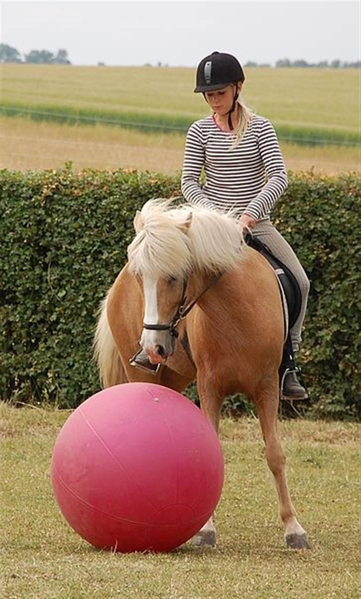 Islænder Storgaardens Glama - ponylege på juniorridelejren <3 billede 12