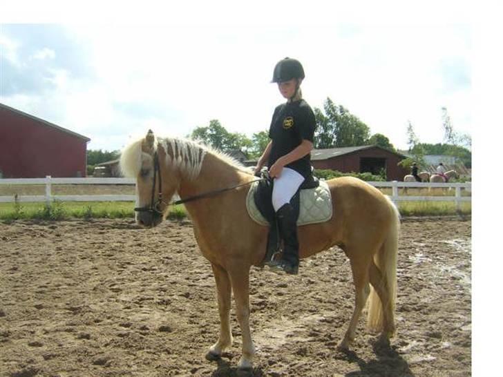 Islænder Storgaardens Glama - Ridelejr på katrinebjerg, dressur stævne, hehe jeg kom på 2´ pladsen <3 billede 13