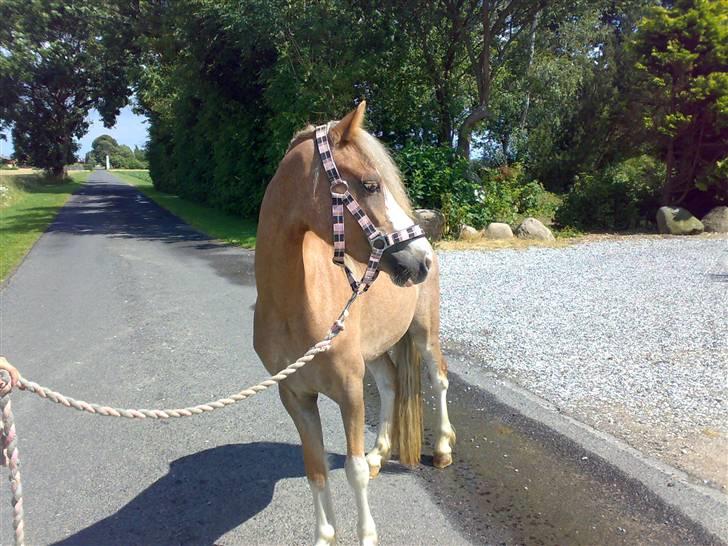 Welsh Pony (sec B) Allégaardens Finess SOLGT - smukke finess billede 2