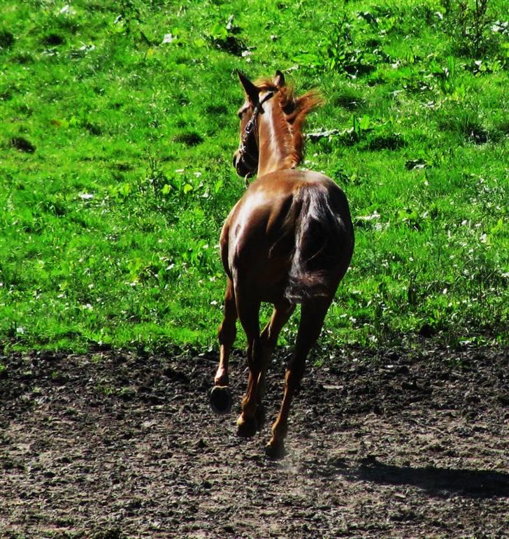 DSP Firhøjs Nobi - min engel - i am running back to you !!!!!!!!!!!!!!!!!! ´ you and me forever ! BELIEVE ME !! ;´( !! billede 15