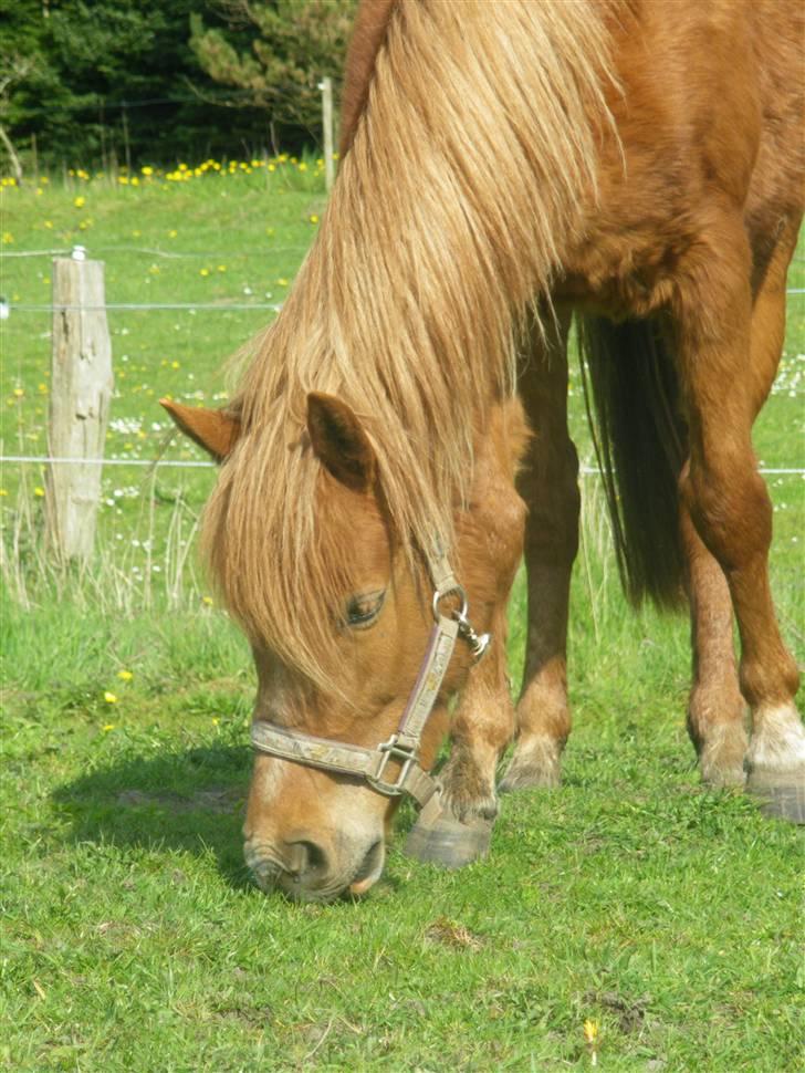 Welsh Pony af Cob-type (sec C) søndergaardens mini lix  billede 1