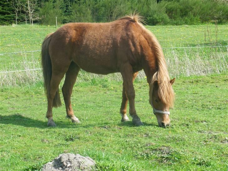 Welsh Pony af Cob-type (sec C) søndergaardens mini lix  billede 2