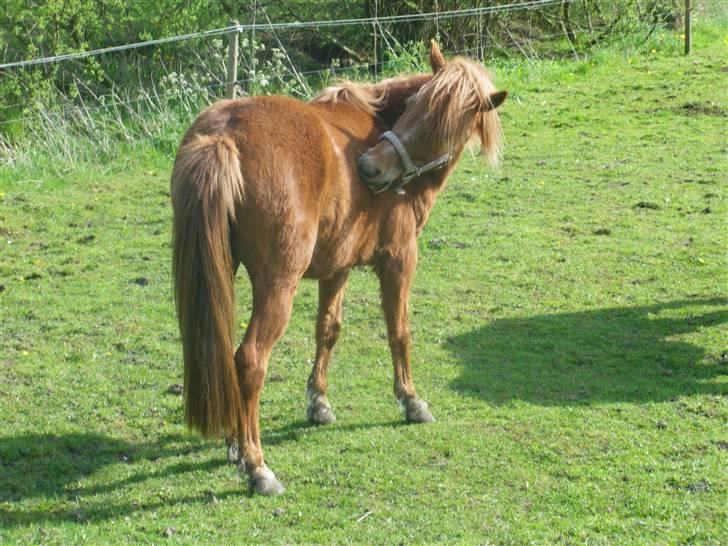 Welsh Pony af Cob-type (sec C) søndergaardens mini lix  billede 3