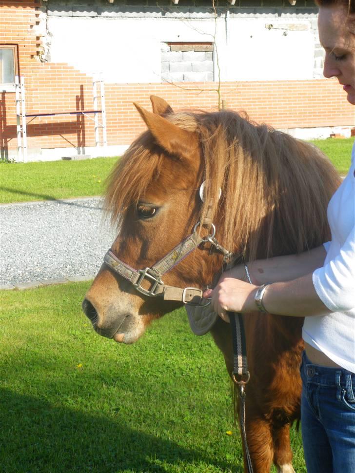 Welsh Pony af Cob-type (sec C) søndergaardens mini lix  billede 4