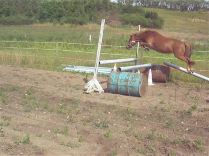 Welsh Pony af Cob-type (sec C) søndergaardens mini lix  billede 5