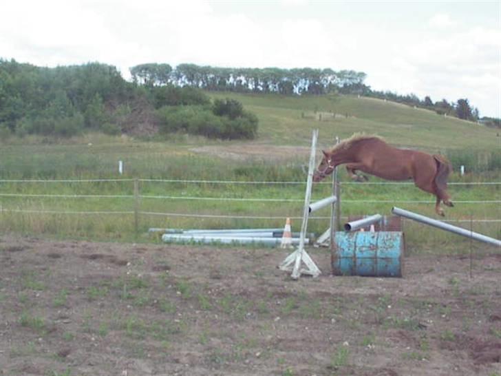 Welsh Pony af Cob-type (sec C) søndergaardens mini lix  billede 6