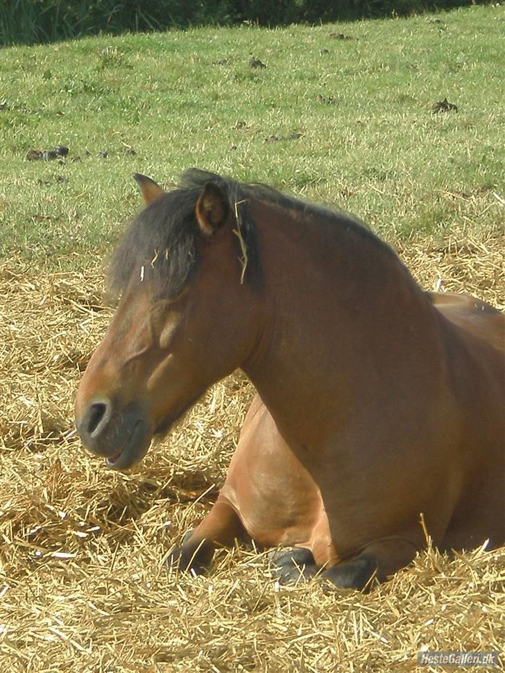 Anden særlig race Max [ELEVPONY] Red - Max på fold billede 3