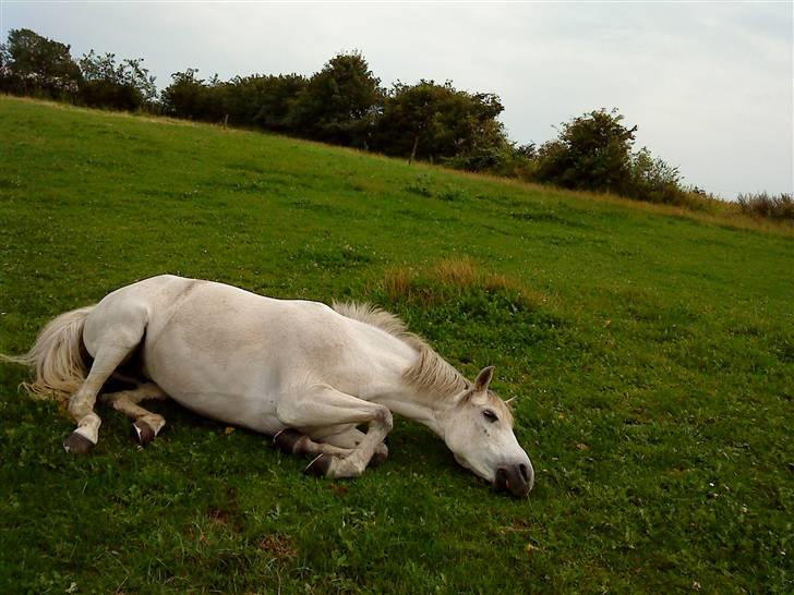 Belgisk Sportspony  | C Bloody Mary - "Det sååe godt at rulle sig" (; billede 12