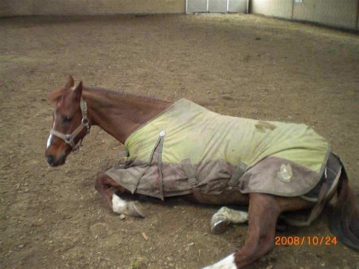 Tysk Sportspony Gipsy  - gipsy billede 12