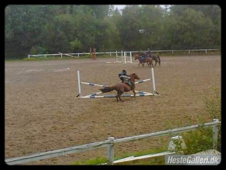 Anden særlig race Lucky boy. - ARHH!!  jeg er lige ved at falde af ,men jeg når lige at komme op igen,så jeg faldt ikke af..! billede 6