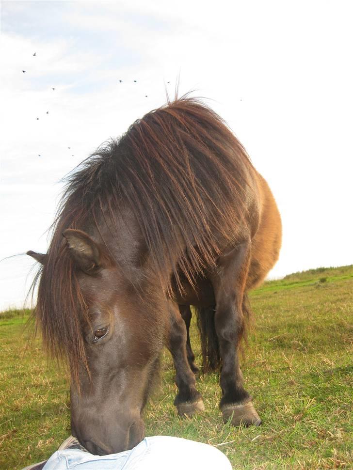 Shetlænder Polle - Smukke polle mand billede 15