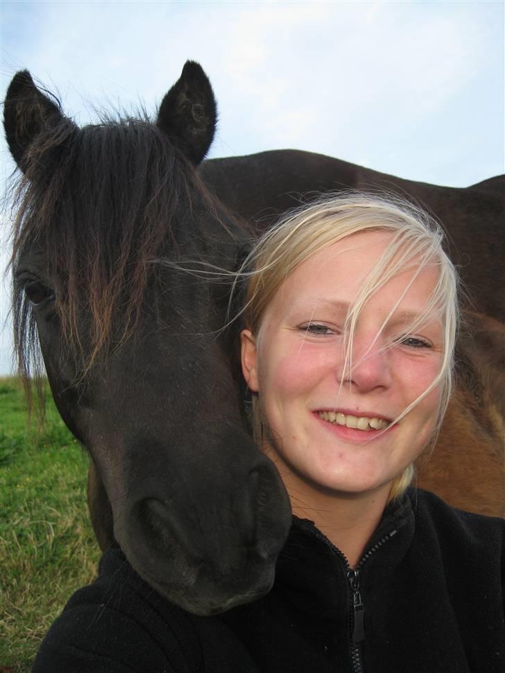 Shetlænder Polle billede 16